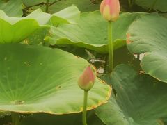 -天津东丽湖风景区