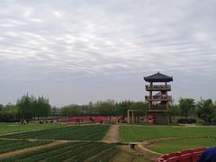-杭州湾海上花田景区