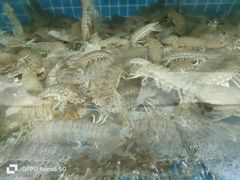 皮皮虾-聚德福海鲜家常菜(刘庄店)