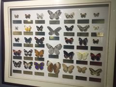 -上海昆虫博物馆