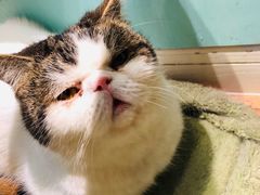 -猫小院猫主题餐厅(三里屯店)