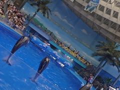 -海合安成都极地海洋公园