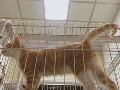 -伟伟宠物医院·CT影像中心·瑞派犬猫综合性门诊(汉口总院)