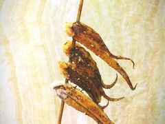 -胖姐活羊烧烤家乡菜(刘家桥店)