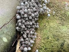 -武吉知马自然保护区