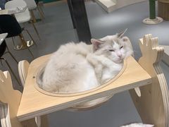 -飞行喵MR PILOT|猫舍·猫咖(静安大融城店)