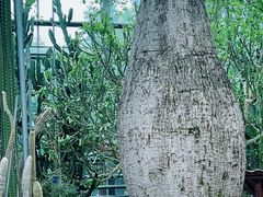 -南山植物园