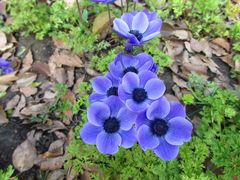 0413鲜花港024德凯恩（anemone&nbsp;cor.De&nbsp;Caen）银莲花-上海鲜花港