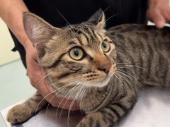 -汪喵宠物医院·骨科心脏影像·犬猫急重症ICU诊疗中心(成华分院)