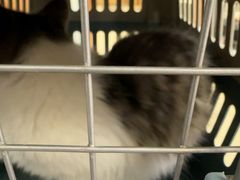 -宠福鑫动物医院(城北分院)