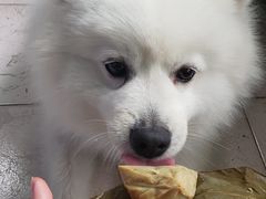 -创凡宠物医院·骨专科  猫科中心(西乡分院)