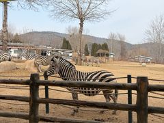 -大连森林动物园