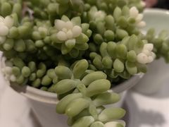 -船歌·鱼水饺青岛菜(石老人店)