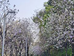-广东花都湖国家湿地公园