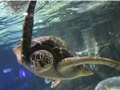 -成都浩海立方海洋公园