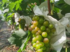 -马陆小张葡萄园农家乐