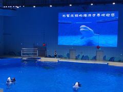 -石家庄极地海洋世界