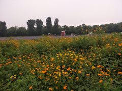 -北京东方普罗旺斯薰衣草庄园