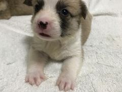 -畜牧兽医站(共江路店)