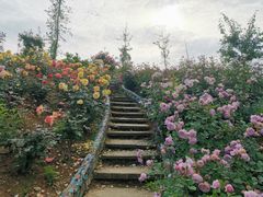 -都江堰玫瑰花溪谷