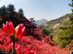 -木兰云雾山
