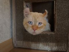 -猫腻·猫咖·撸猫馆(星光大道店)