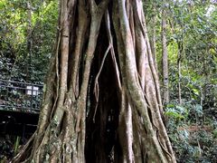 -中国科学院西双版纳热带植物园
