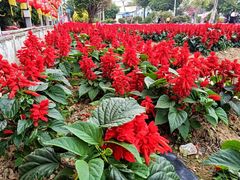 -广东花都香草世界旅游度假区