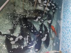 -宁记柴火灶台鱼·全鱼宴(龙源小区店)