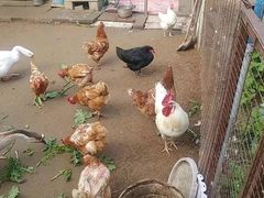 -红色盛宴酒楼(科丰桥店)