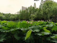 -陈家山荷花公园