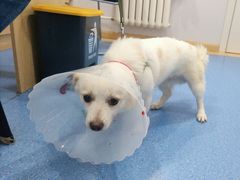 -天使宠物医院·犬猫分诊(彩虹店)