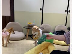 -逗柴咖啡屋·狗咖猫咖宠物桌游