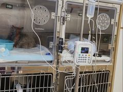 -瑞派康怡24h宠物医院·犬猫医疗中心·微创绝育(瑞景分院)