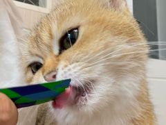 -唐小姐の私宠·宠物洗护美容·撸猫馆·购宠(周浦万达旗舰店)