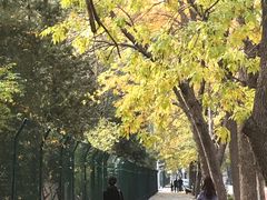 -三里屯东五街银杏大道