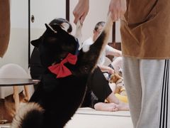 -逗柴咖啡屋·狗咖猫咖宠物桌游