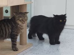 -喵园·猫主题咖啡厅·撸猫·猫咖(国贸店)