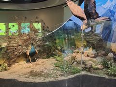 -陕西自然博物馆