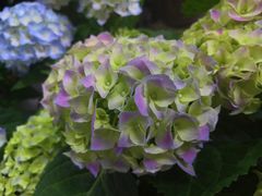 -循礼门鲜花花市(武汉循礼门店)