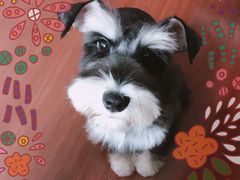 -PETKIT小佩宠物(古北店)