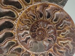 -青岛贝壳博物馆