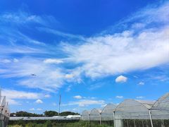 -马陆小张葡萄园农家乐