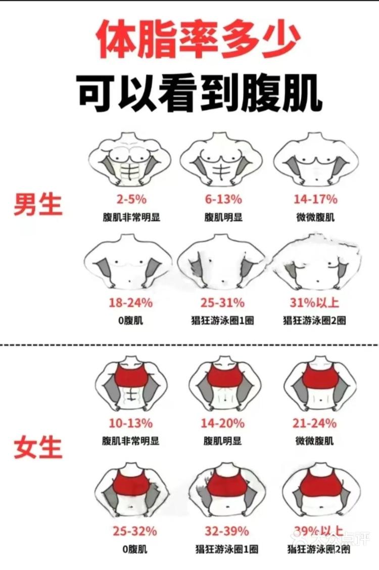 体脂率多少可以看到腹肌
