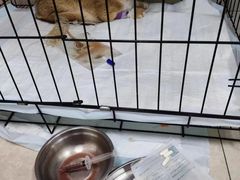 -瑞派福兴宠物医院犬猫全科·骨科·中西医结合(河东店)