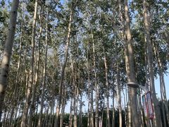 -仁和公园(顺义区)