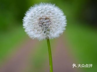 蒲公英属于中药材，是菊科多年生草本植物，其中含有维生