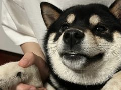 -萌宠之家·腊肠犬·马尔泰·小体犬舍