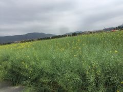 -光明小镇欢乐田园