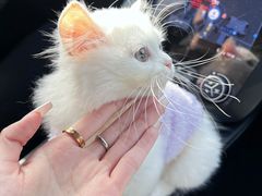 -欣宠猫屋·矮脚拿破仑·蓝金金渐层